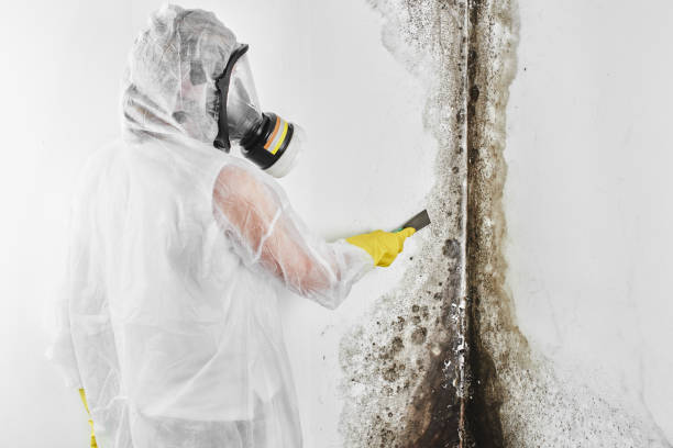 Home Mold Removal in Crestline, OH