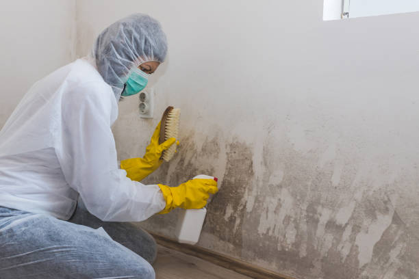 Best Black Mold Removal  in Crestline, OH