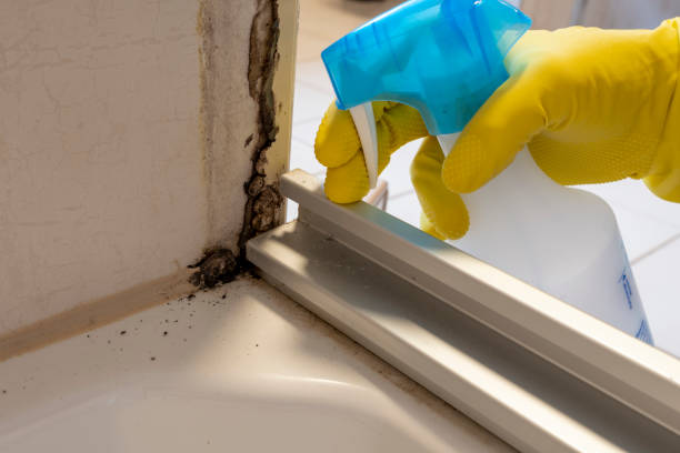 Certified Mold Removal in Crestline, OH
