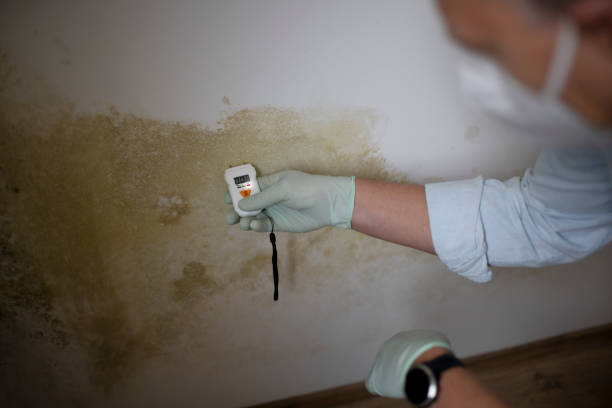 Best Mold Removal Near Me  in Crestline, OH