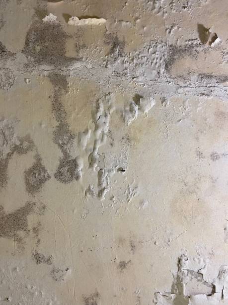 Best Mold Testing  in Crestline, OH