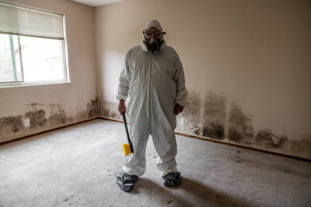 Trusted Crestline, OH Mold Removal Experts