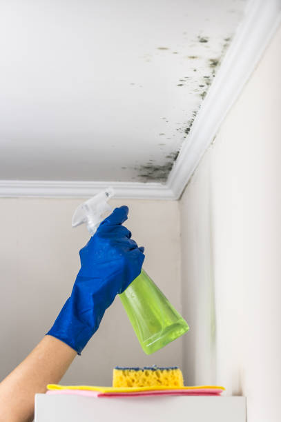 Best Residential Mold Removal  in Crestline, OH