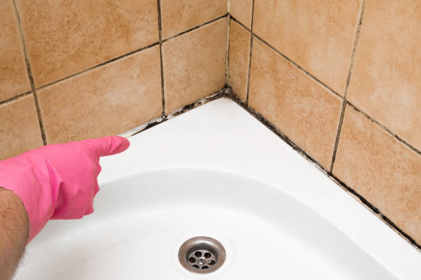 Best Crawl Space Mold Removal  in Crestline, OH